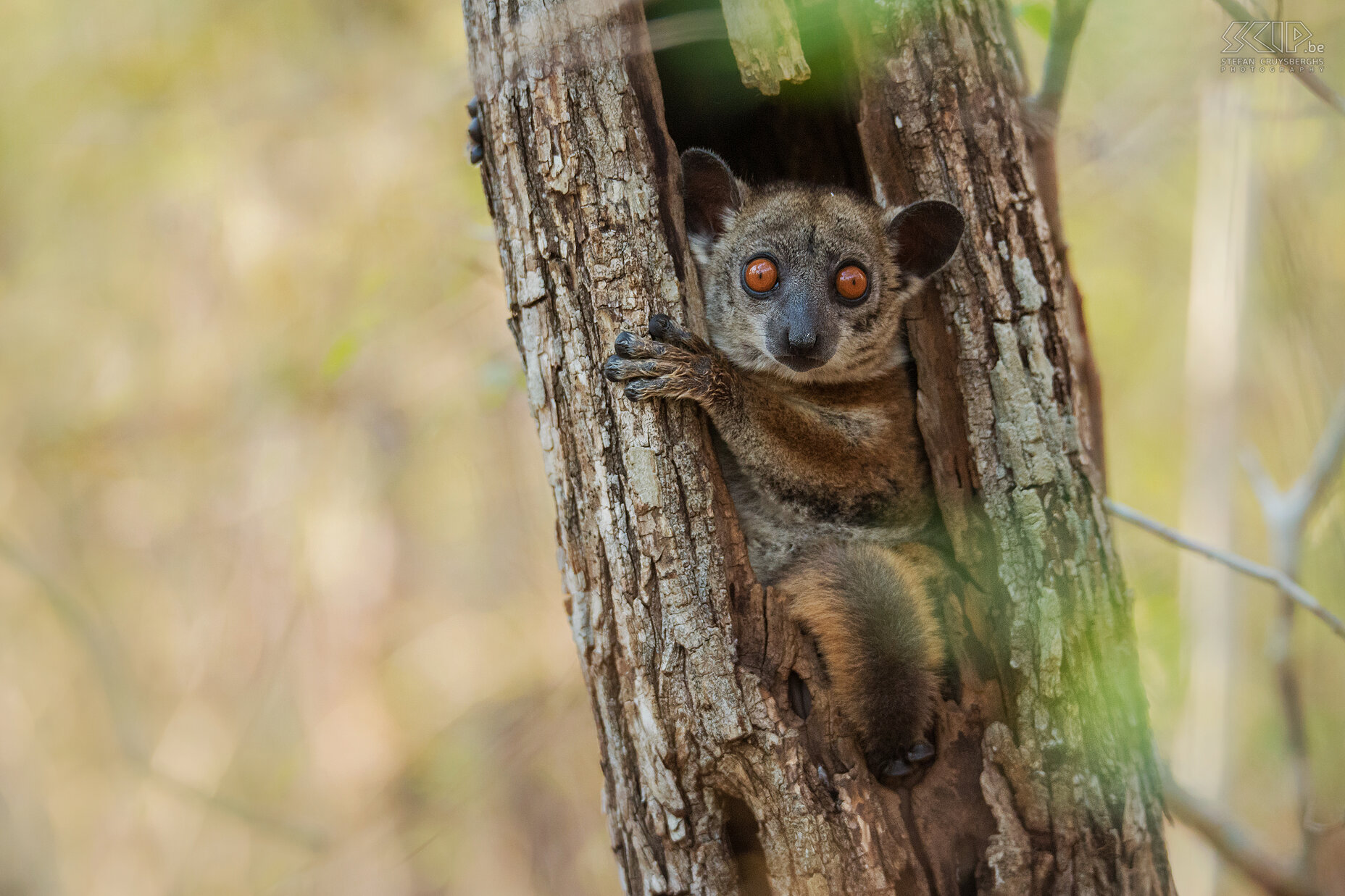 Kirindy - Red-tailed sportive lemur The red-tailed sportive lemur or red-tailed weasel lemur (Lepilemur ruficaudatus) is a nocturnal species of lemur. During the day they sleep in a hole in a tree. We found this small cute lemur with his big colourful eyes during a walk in the Kirindy Forest. Stefan Cruysberghs